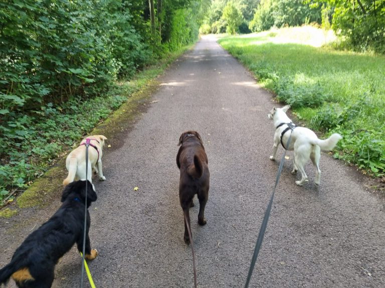 Vier Hunde gehen an Leinen einen schmalen Weg entlang, umgeben von Bäumen.